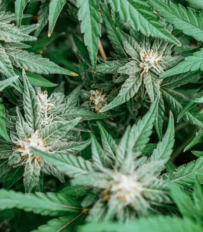 Mi 6 Auto (Flash Seeds) Cannabis-Samen