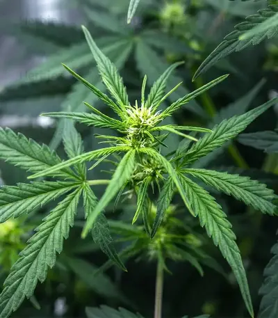 NYC Sour D Auto (Tyson S) (Royal Queen Seeds)