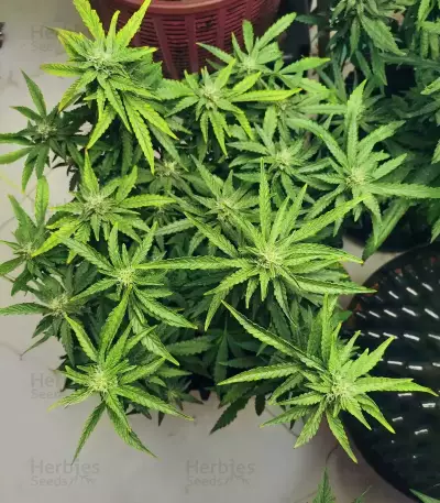 OG Kush Auto feminisierte Samen (Ethos Genetics)