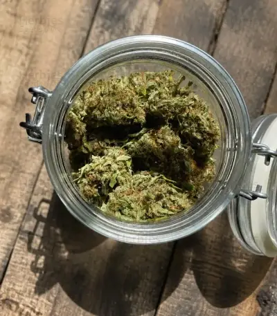 Quick One Auto (RQS) Cannabis-Samen