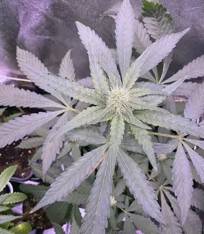 Runtz Muffin feminisierte Samen (Barney's Farm)
