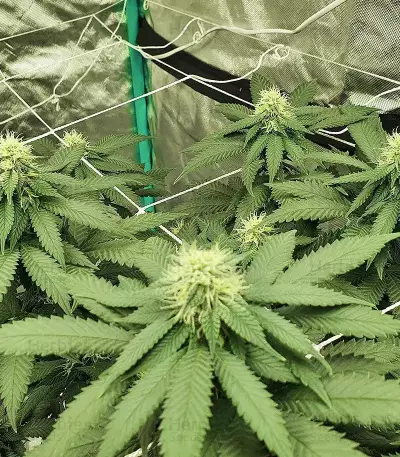 Watermelon Z Samen feminisiert (Barney's Farm)