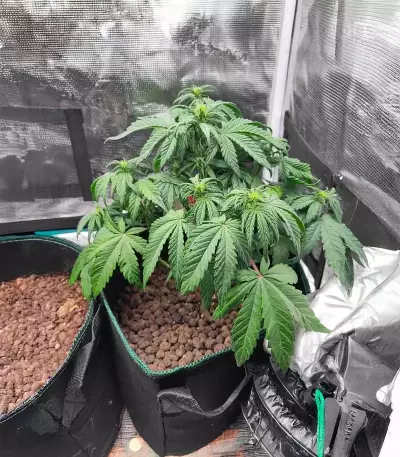 White Widow x White Fire OG Autoflower feminisierte Samen (Seedkeepers)