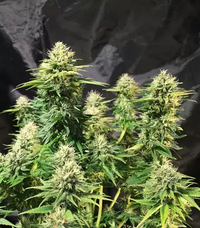 Tatanka Pure CBD feminisiertes Saatgut (RQS)