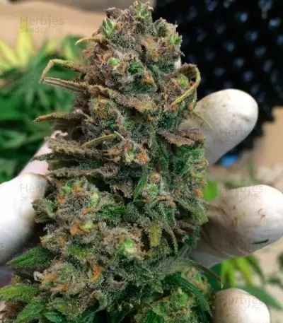 Lemon Shining Silver Haze (RQS) Cannabis-Samen
