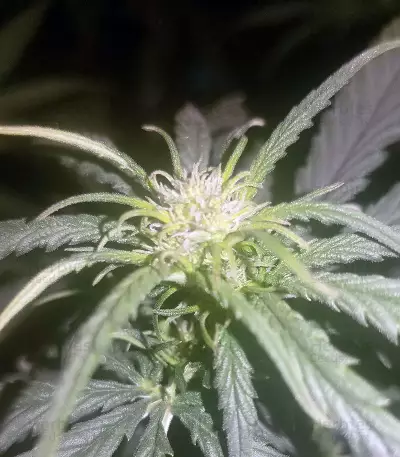 K.O Crop Auto (Cream of the Crop Seeds) Cannabis-Samen