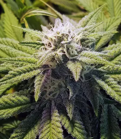 818 Headband