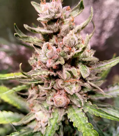 Auto Strawberry Gum (Advanced Seeds) Cannabis-Samen