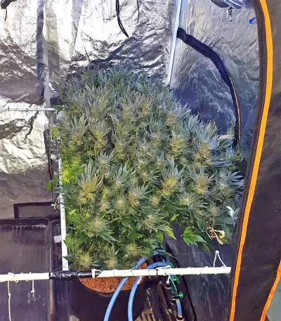 Bubble Bomb (Bomb Seeds) Cannabis-Samen