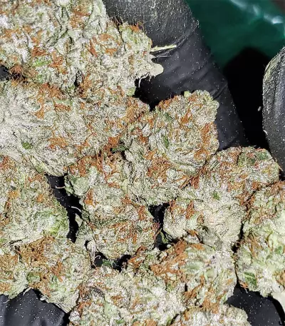 Bubble Bomb (Bomb Seeds) Cannabis-Samen