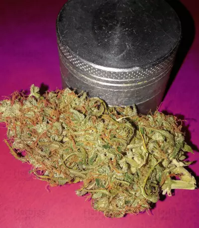 Buddha Deimos Auto regular (Buddha Seeds) Cannabis-Samen