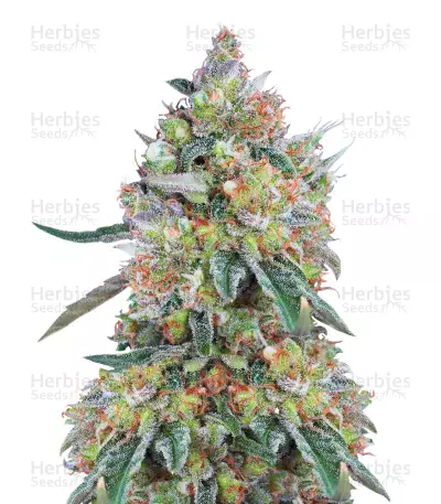 Buddha White Dwarf Auto regular (Buddha Seeds) Cannabis-Samen