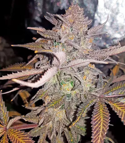 Chocolate Mint OG (Humboldt Seeds Organization) Cannabis-Samen