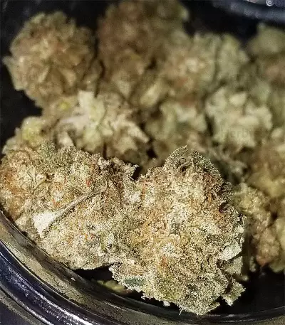 Cinderella 99 (Growers Choice) Cannabis-Samen