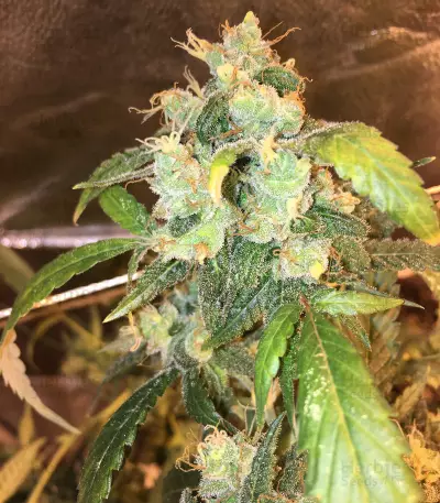 Cinderella 99 Regular (Brothers Grimm Seeds) Cannabis-Samen