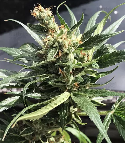 Dr. Grinspoon (Barney's Farm) Cannabis-Samen