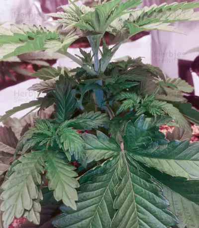 Edam Bomb (Cheese Bomb) (Bomb Seeds) Cannabis-Samen