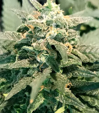 Fast & Vast Auto (Heavyweight Seeds) Cannabis-Samen