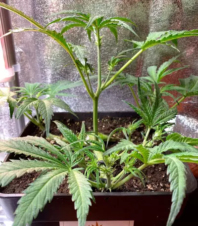Gorilla Z Auto feminisiertes Saatgut (Barney's Farm)