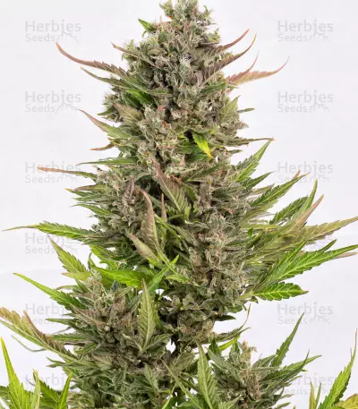 Head Stash Auto (Big Head Seeds) Cannabis-Samen