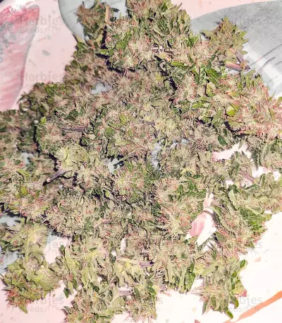 Hindu Kush (Sensi Seeds) Cannabis-Samen