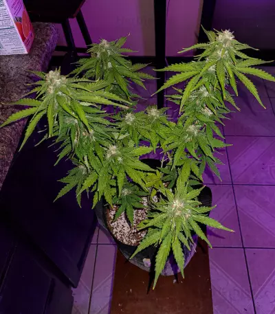 Hindu Kush (Sensi Seeds) Cannabis-Samen