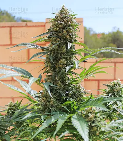King Kong (Dr. Underground) Cannabis-Samen