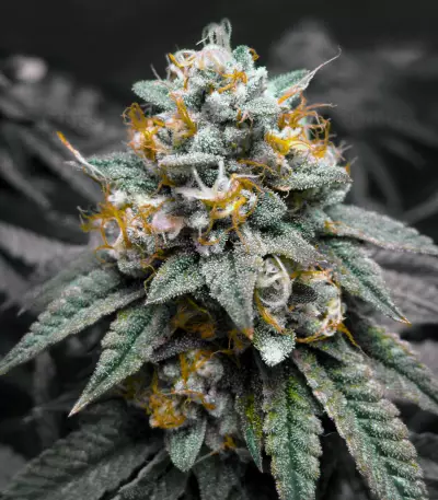 Kosher Kush Regular (Reserva Privada) Cannabis-Samen