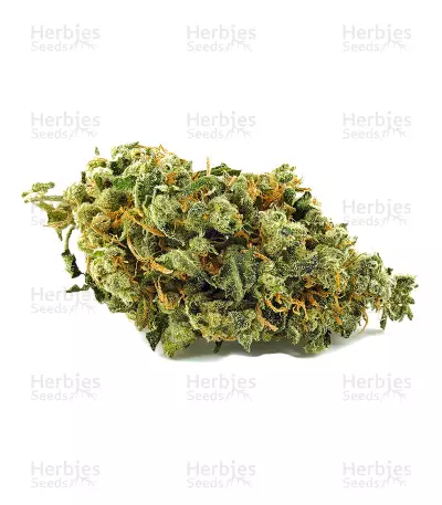 Mangobiche Kush Regular (CannaBioGen) Cannabis-Samen
