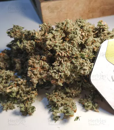 NYC Diesel (Zambeza Seeds) Cannabis-Samen