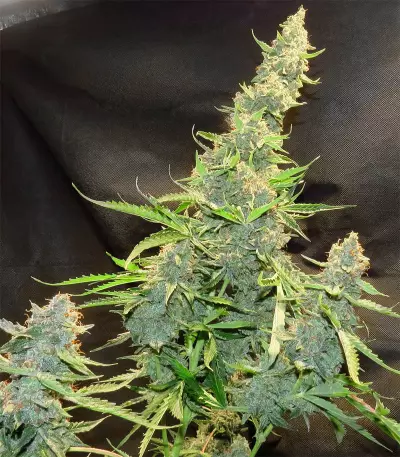 Northern Light x Big Bud Early Harvest (World of Seeds) Cannabis-Samen