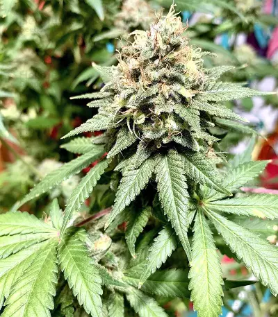 Northern Lights regular (Sensi Seeds) Cannabis-Samen