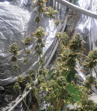 Northern Lights (Seedstockers) Cannabis-Samen