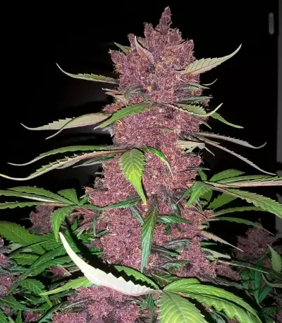Purple Lemonade Auto feminisierte Samen (Fast Buds)