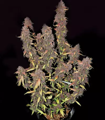 Purple Lemonade Auto feminisierte Samen (Fast Buds)