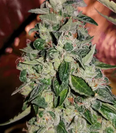 Ripper badazz (Ripper Seeds) Cannabis-Samen