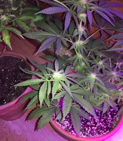 Ruderalis Skunk regular (Sensi Seeds) Cannabis-Samen