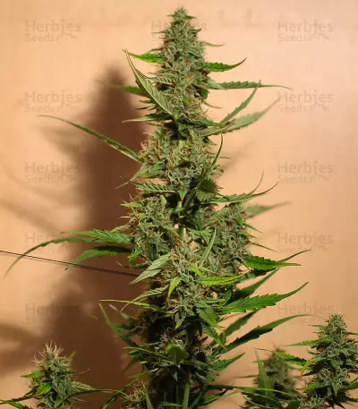 Sensi Skunk Automatic (Sensi Seeds) Cannabis-Samen