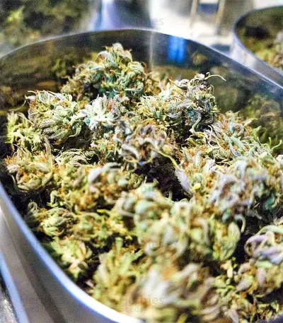 Skywalka Cookies (Big Head Seeds) Cannabis-Samen