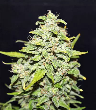 Sour Crack Auto (Mephisto Genetics) Cannabis-Samen