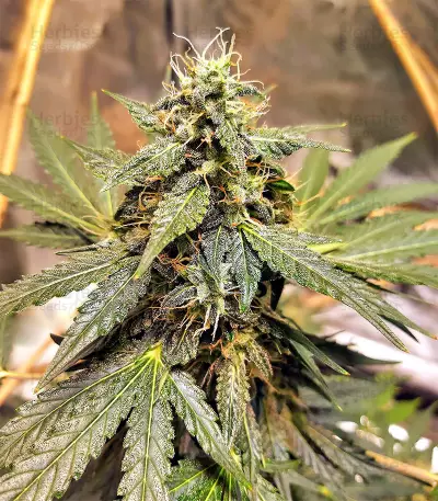 Sticky Fingers Autoflower (Seedstockers) Cannabis-Samen