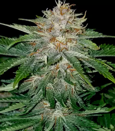 Strawberry Nuggets Auto (Mephisto Genetics) Cannabis-Samen