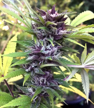 JillyBean regular (TGA Subcool Seeds / SubCool’s The Dank) Cannabis-Samen