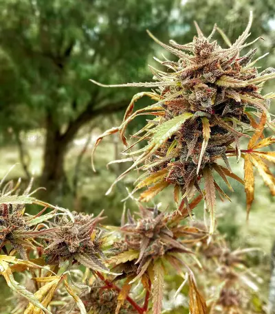 Titan's Haze regular (Flying Dutchmen) Cannabis-Samen