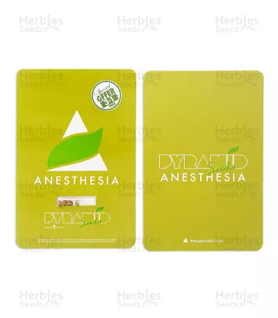 Anesthesia (Pyramid Seeds) Cannabis-Samen