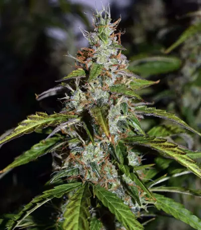 Big Bud Autoflower strain