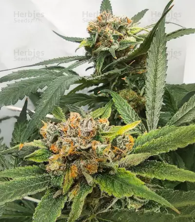 Critical Daddy (BlimBurn Seeds)