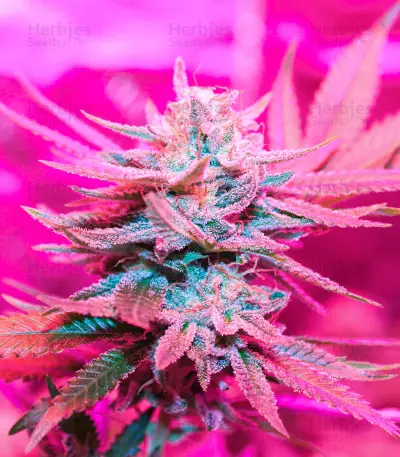 Different GG#4 feminisierte Samen (AlphaFem Seeds)
