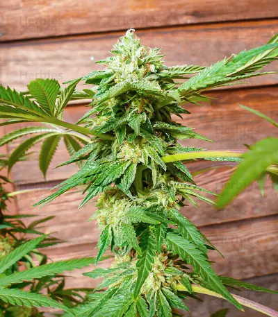 Hero Cookies feminisierte Samen (AlphaFem Seeds)