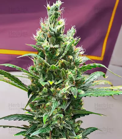 Kosher Kush 66 Autoflower feminisierte Samen (EGS)